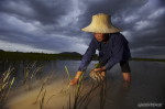 Thai rice farmer