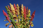 Selection of different quinoa, Photo: Bioversity International/D. Astudillo