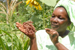 Sorghum Kenya