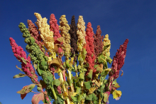 Selection of different quinoa, Photo: Bioversity International/D. Astudillo