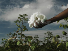 Cotton farming, India (Greenpeace Int)