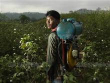 Farmer Spraying Crops